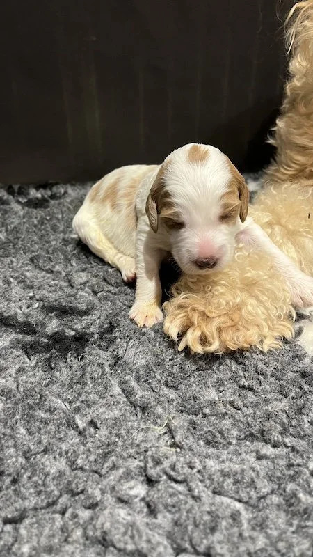 Goldendoodle puppies7.jpeg