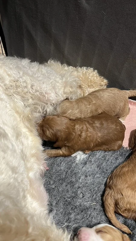 Goldendoodle puppies9.jpeg