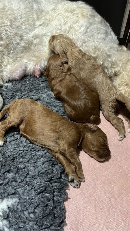Goldendoodle puppies10.jpeg