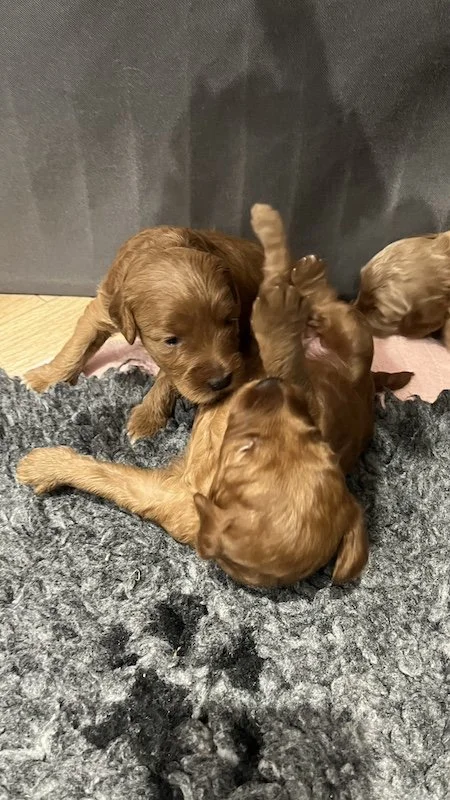 Goldendoodle puppies1.jpeg