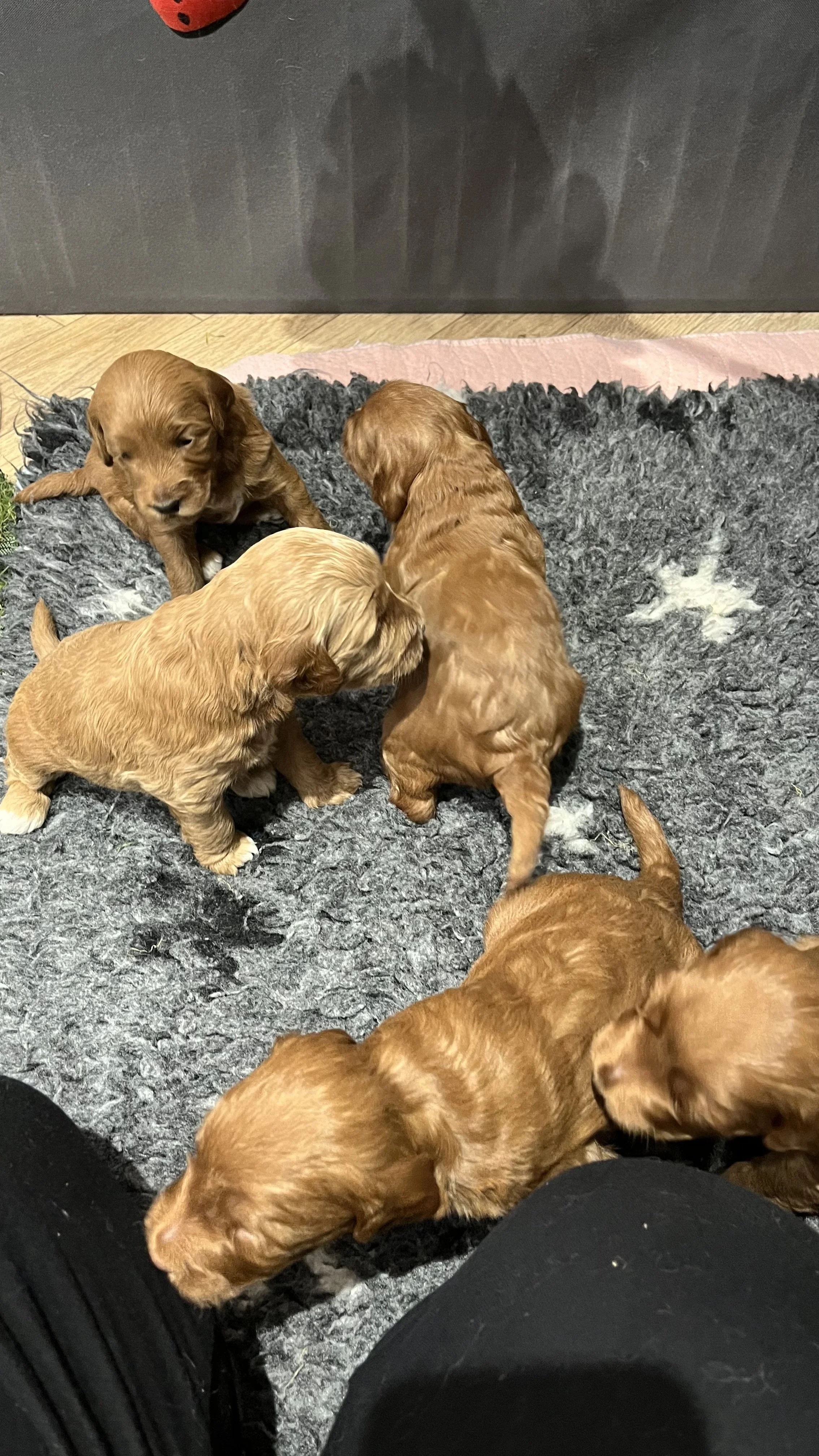 Goldendoodle puppies5.jpeg