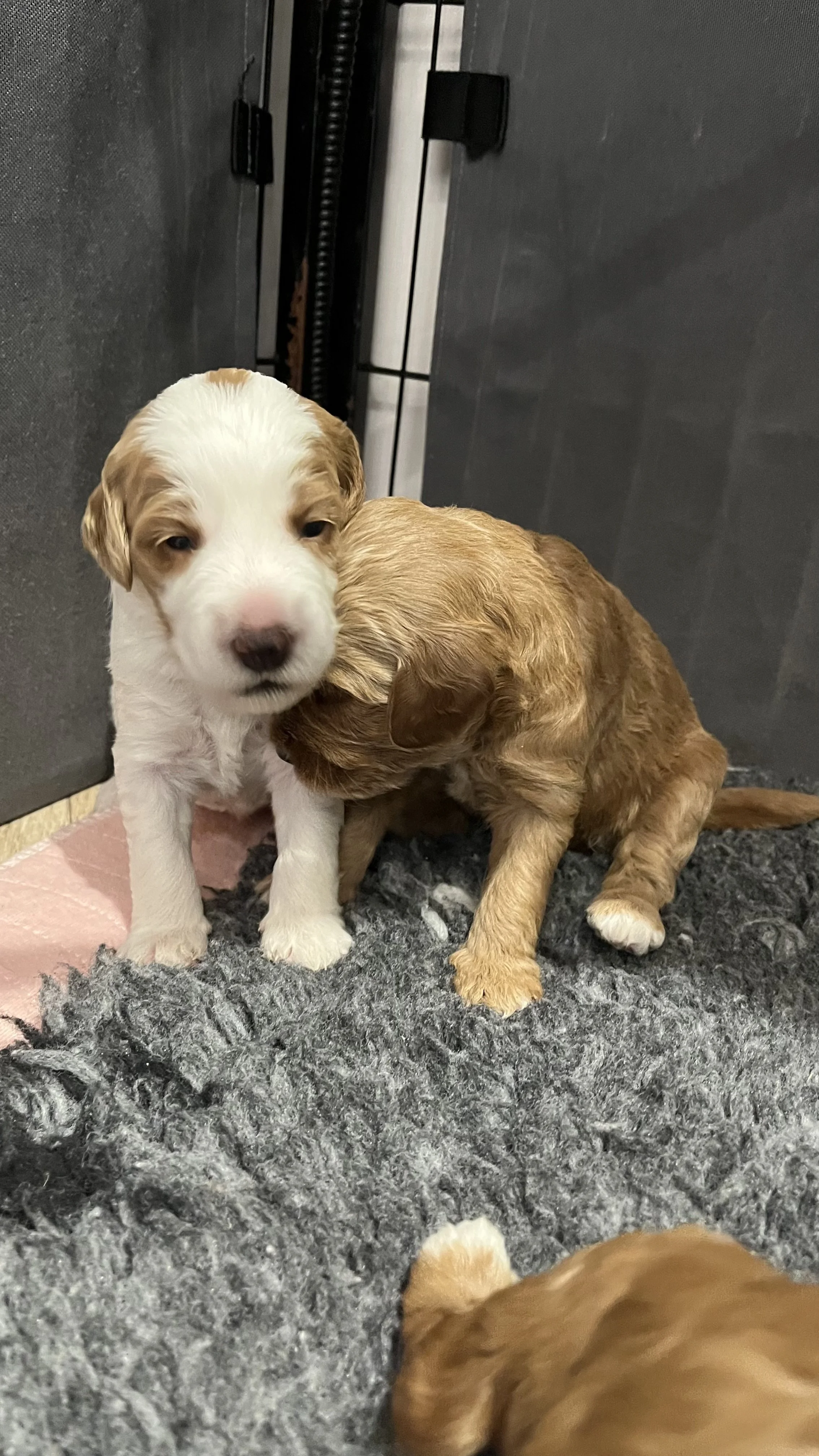 Goldendoodle puppies8.jpeg