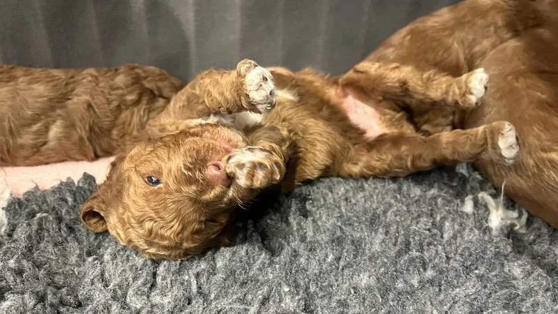 Goldendoodle puppies9-Rebecca’s MacBook Pro.jpeg