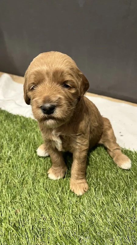 Goldendoodle puppies14.jpeg