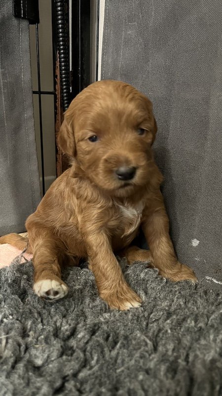 Goldendoodle puppies20.jpeg