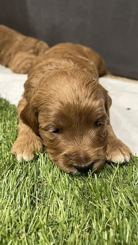 Goldendoodle puppies23.jpeg