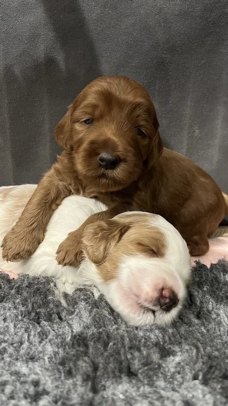 Goldendoodle puppies25.jpeg