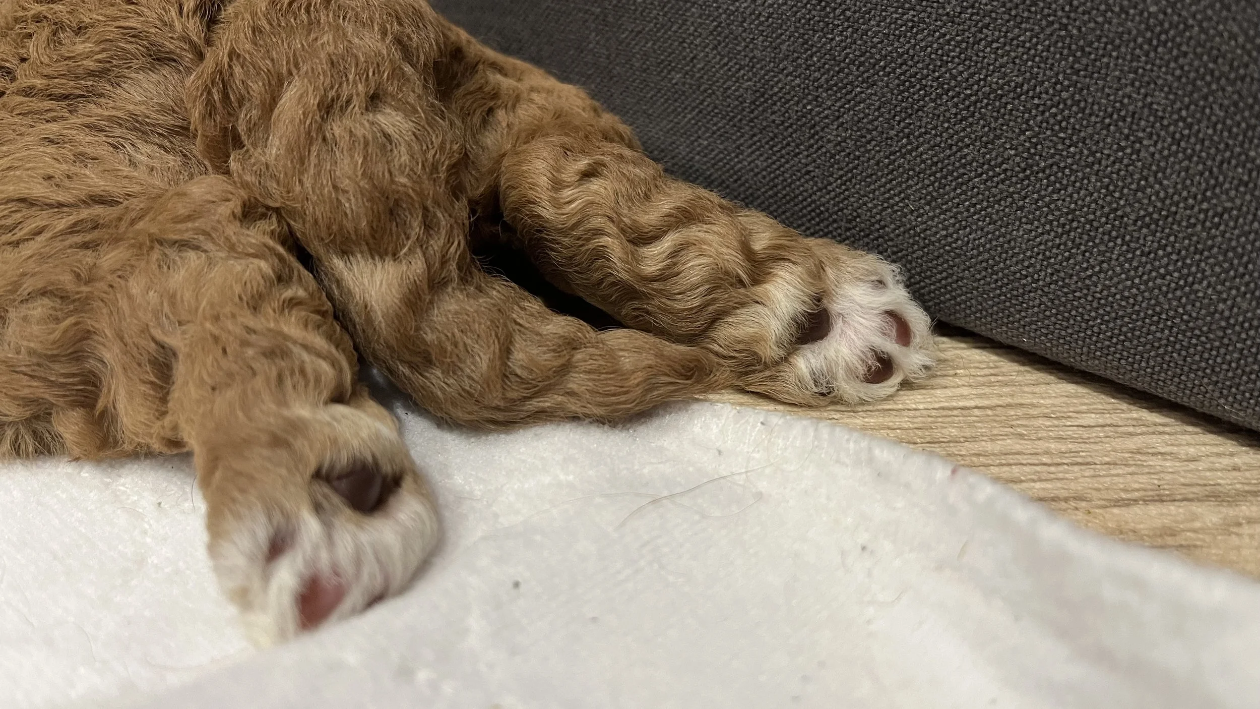 Goldendoodle puppies28.jpeg