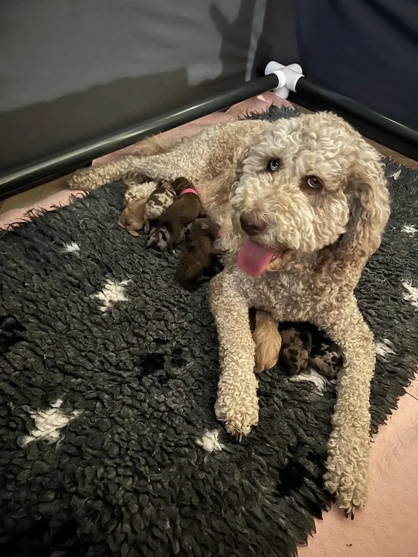 Goldendoodle puppies2.jpeg