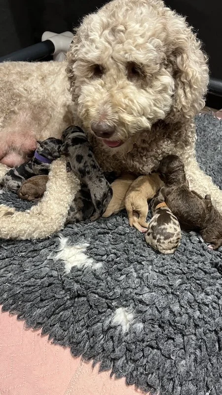 Goldendoodle puppies5.jpeg