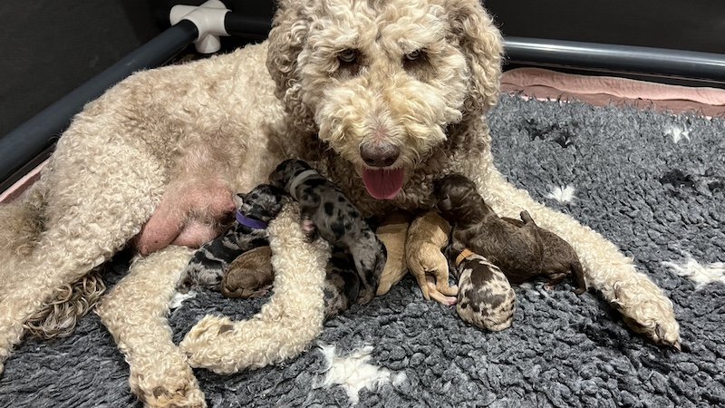Goldendoodle puppies6.jpeg