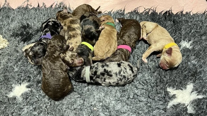 Goldendoodle puppies9.jpeg