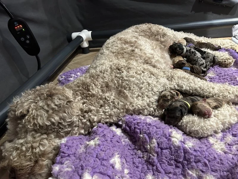 Goldendoodle puppies3.jpeg