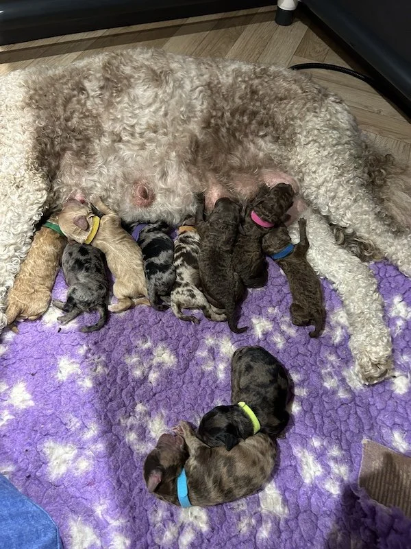 Goldendoodle puppies4.jpeg