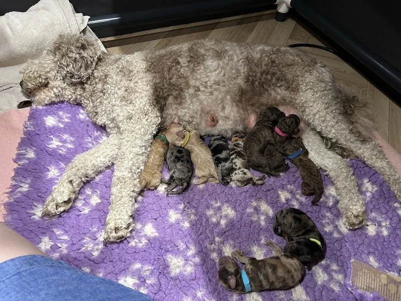Goldendoodle puppies9.jpeg