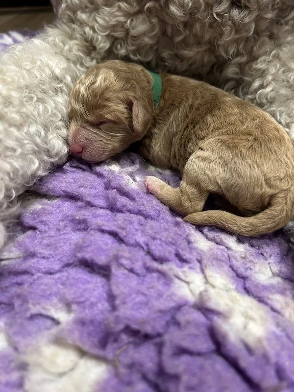 Goldendoodle puppies10.jpeg