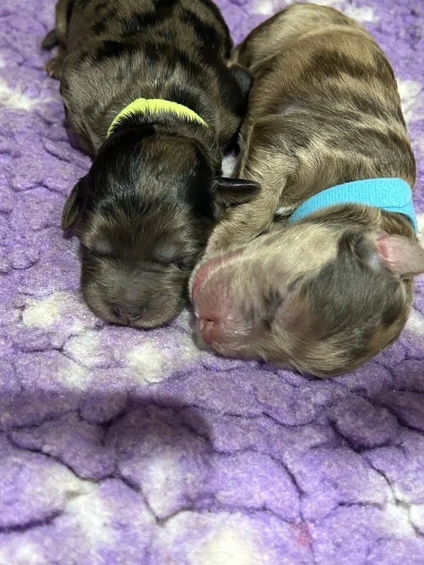 Goldendoodle puppies13.jpeg