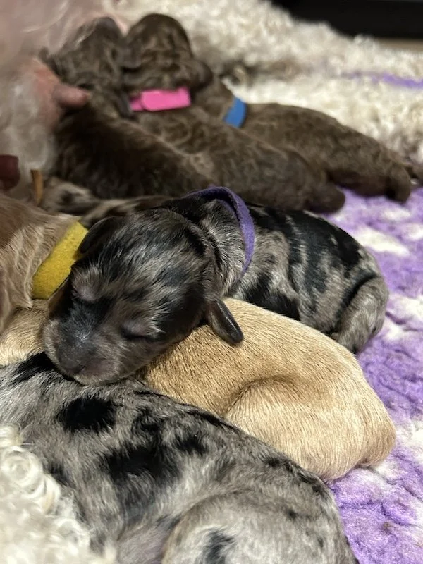 Goldendoodle puppies15.jpeg
