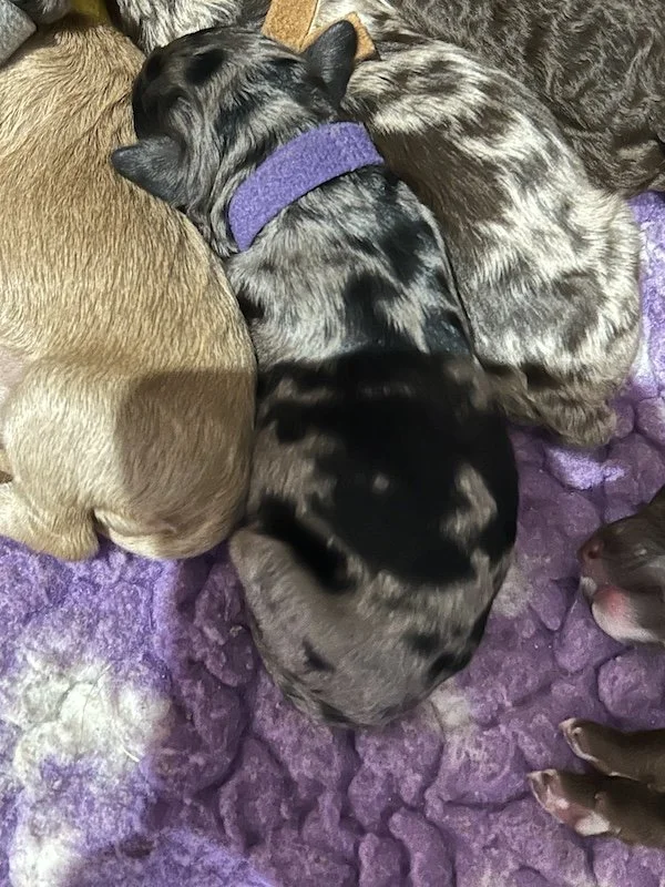 Goldendoodle puppies17.jpeg