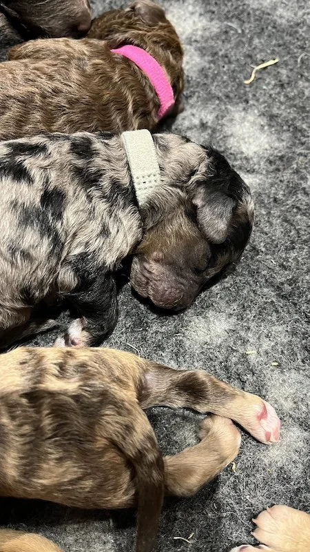 Goldendoodle puppies24.jpeg
