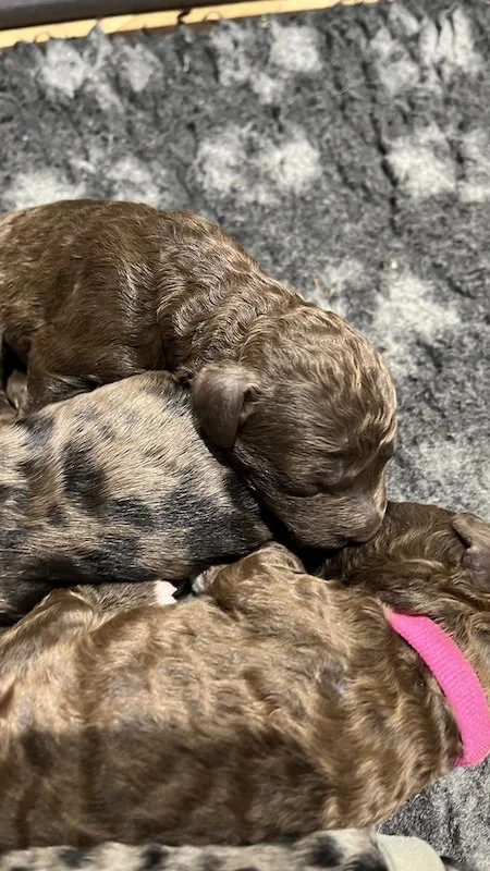 Goldendoodle puppies25.jpeg