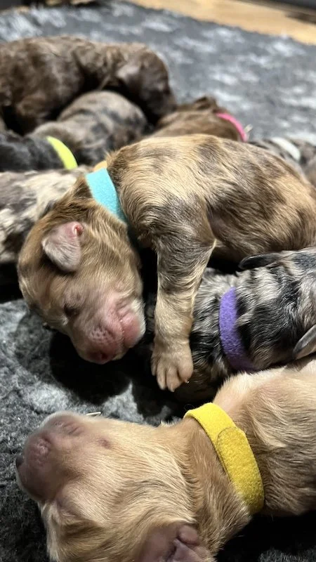 Goldendoodle puppies26.jpeg