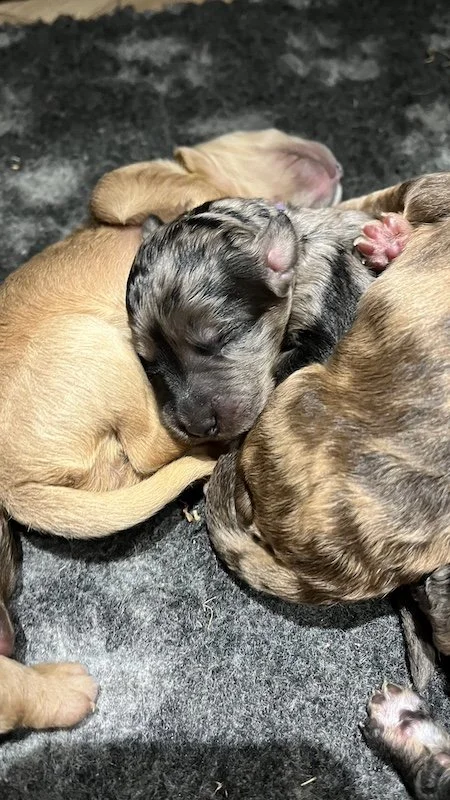 Goldendoodle puppies27.jpeg