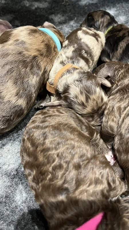 Goldendoodle puppies29.jpeg