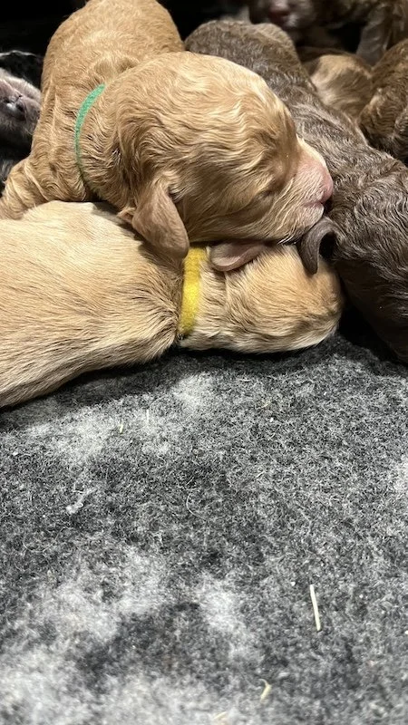 Goldendoodle puppies34.jpeg