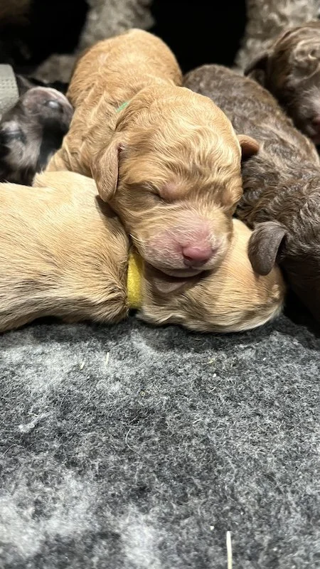 Goldendoodle puppies35.jpeg