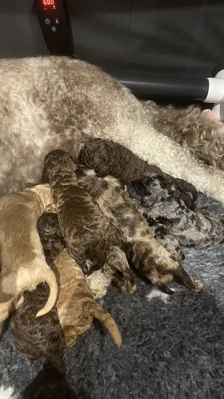 Goldendoodle puppies4.jpeg