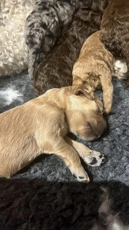 Goldendoodle puppies5.jpeg