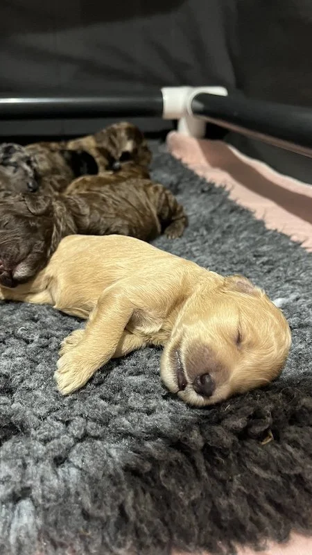 Goldendoodle puppies12.jpeg