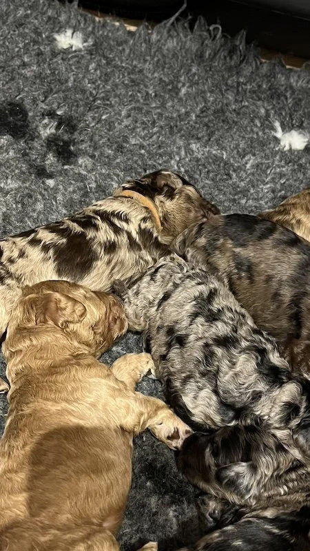 Goldendoodle puppies21.jpeg