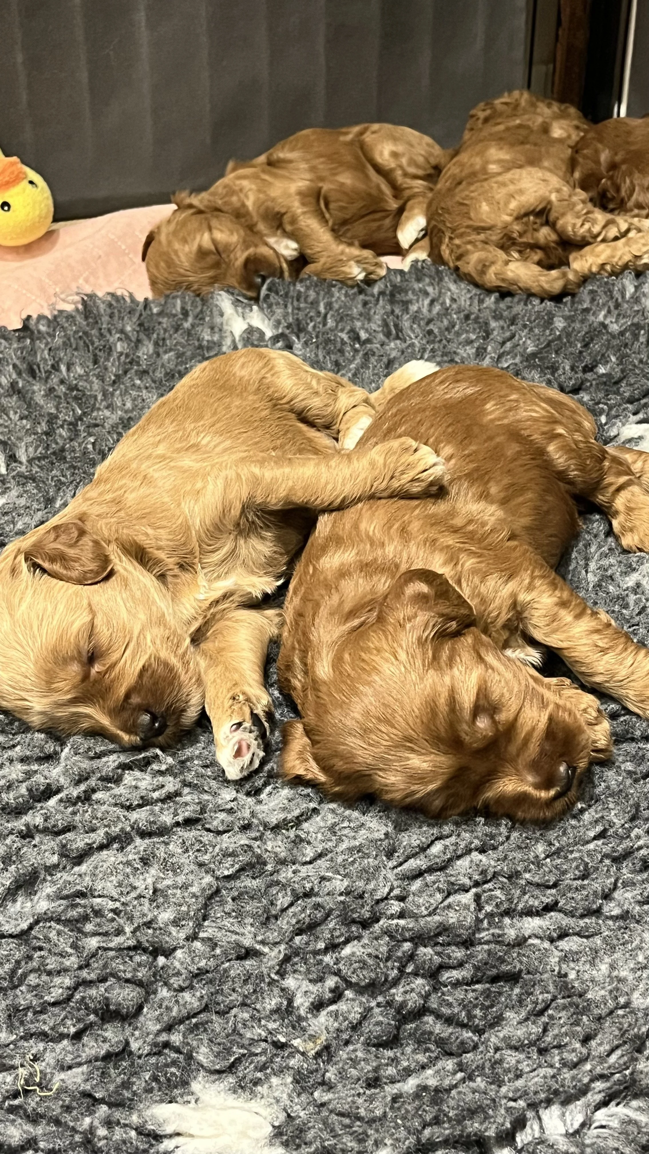 Goldendoodle puppies33.jpeg