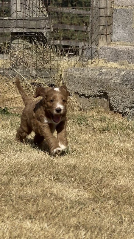 Goldendoodle puppy1.jpeg