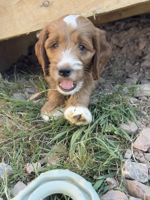 Goldendoodle puppy13.jpg