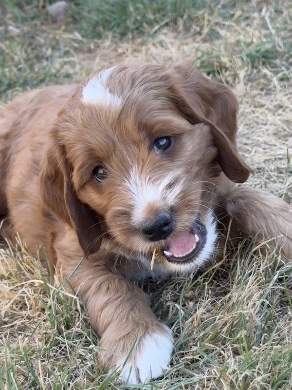 Goldendoodle puppy12.jpg