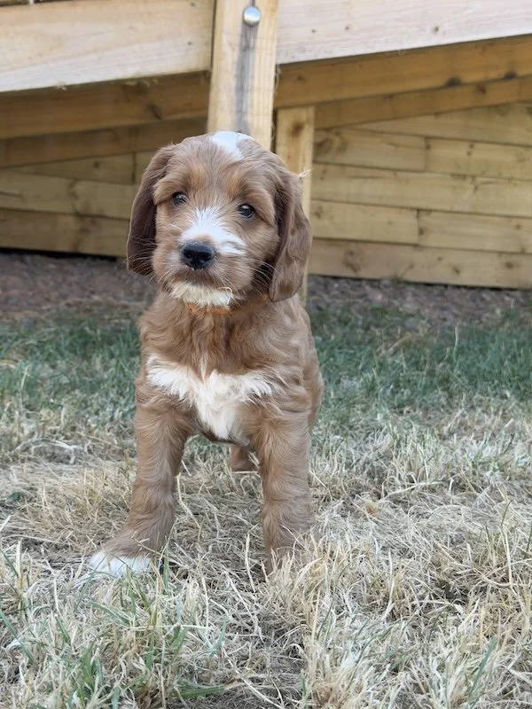 Goldendoodle puppy5.jpg