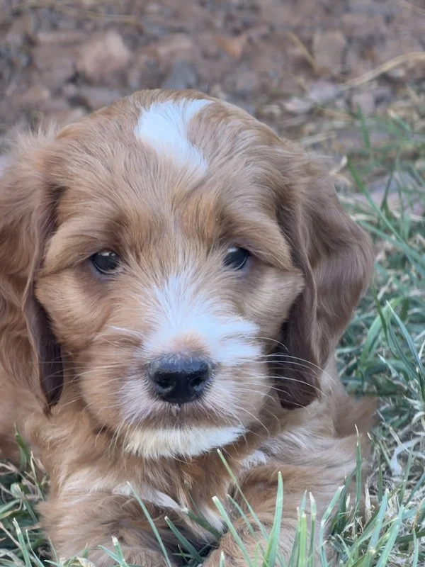 Goldendoodle puppy8.jpg