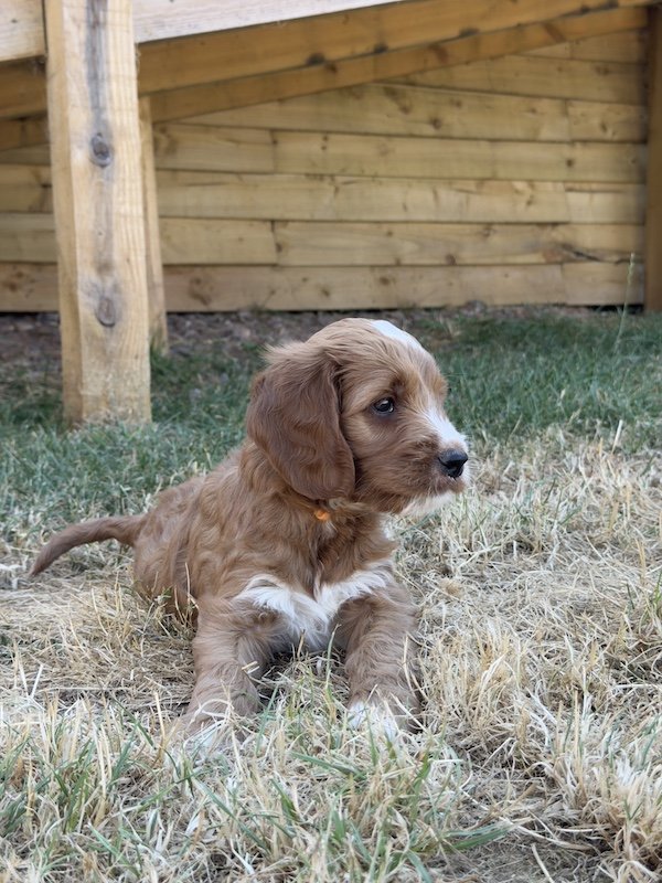 Goldendoodle puppy4.jpg