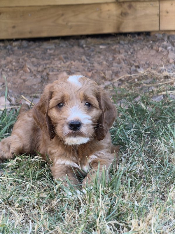 Goldendoodle puppy10.jpg