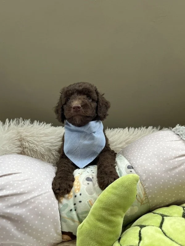 Goldendoodle puppies39.jpeg