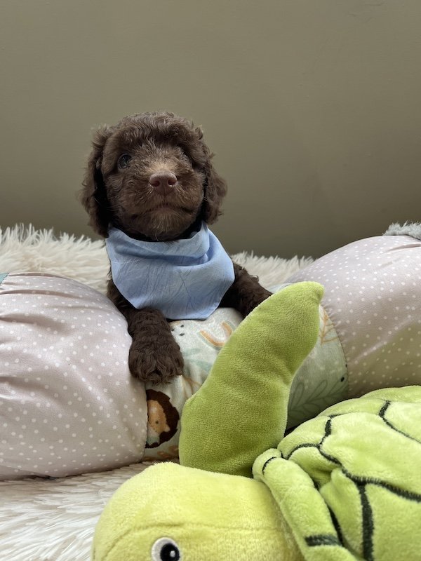 Goldendoodle puppies40.jpeg