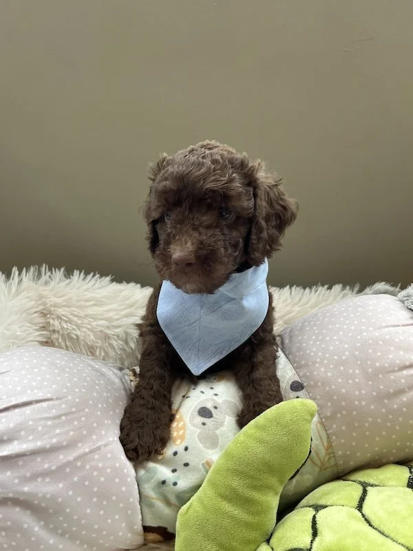 Goldendoodle puppies41.jpeg