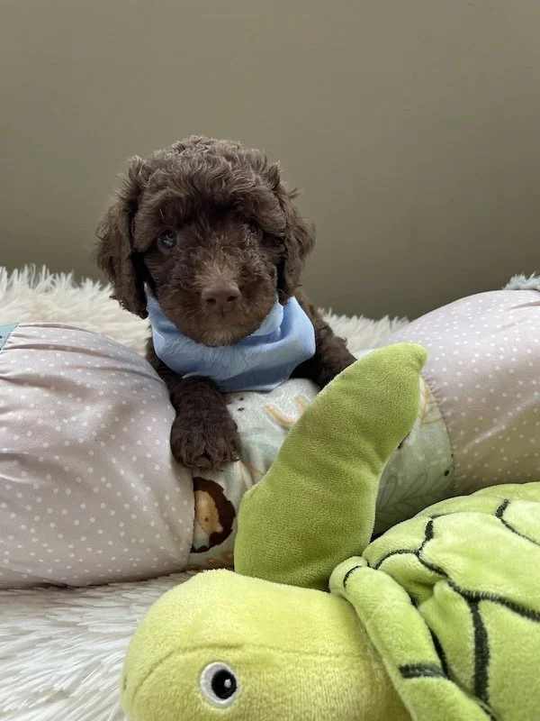 Goldendoodle puppies42.jpeg
