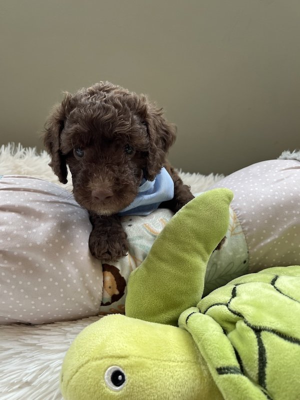 Goldendoodle puppies43.jpeg