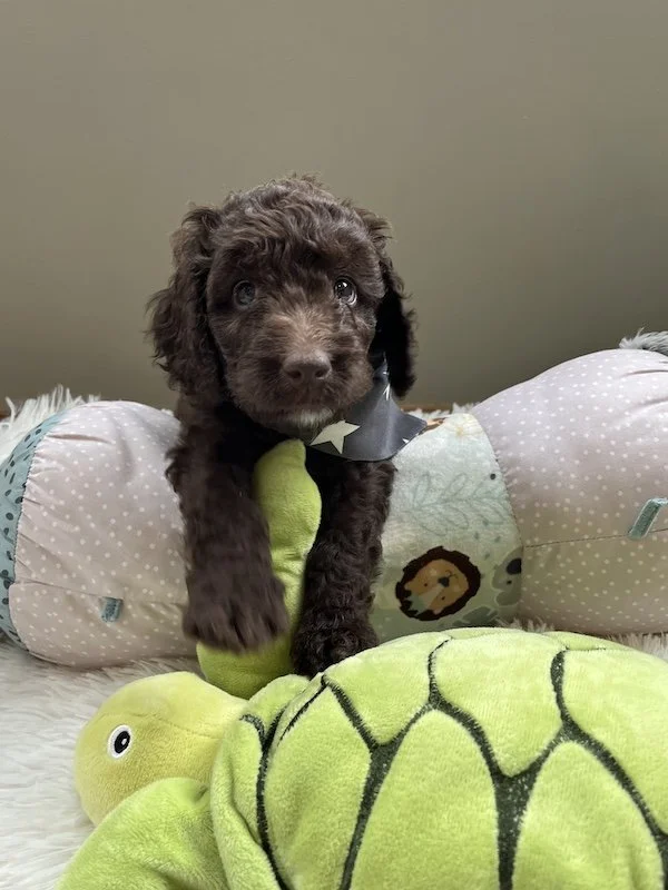 Goldendoodle puppies22.jpeg