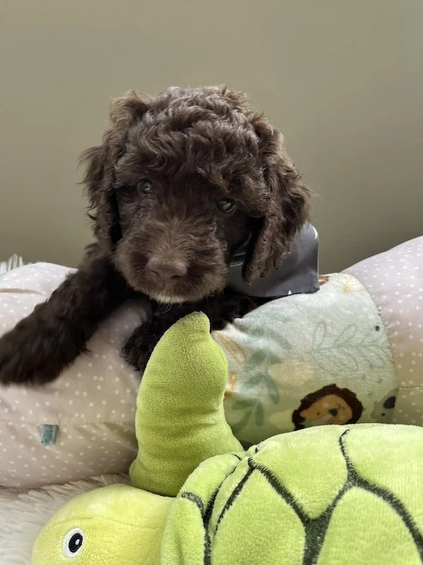 Goldendoodle puppies24.jpeg