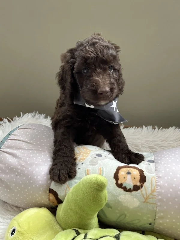 Goldendoodle puppies27.jpeg